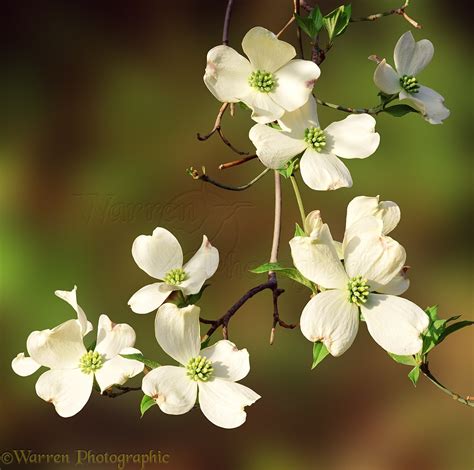 Dogwood flowers photo - WP01170