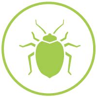 Elm Leaf Beetle Control – Total Tree Care