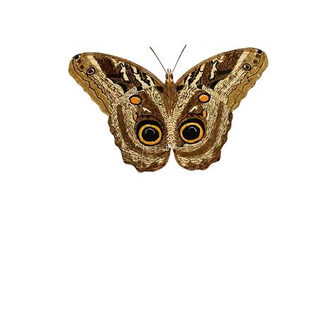 Moth PNG transparent image download, size: 1600x1600px