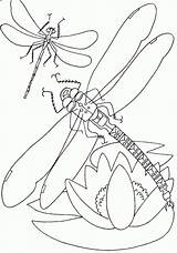 Free Printable Dragonfly Coloring Pages For Kids sketch template