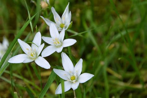 Flowers White Wildflowers · Free photo on Pixabay