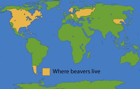 Abe's Animals: Beaver range