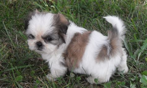 Cute Shih Tzu Puppies Pictures and Photos | Shih Tzu Dogs Breeders Reviews and Pictures