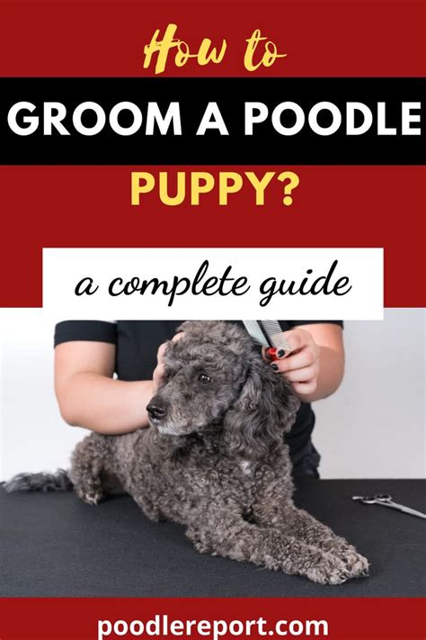 How to groom a poodle puppy? | Poodle puppy, Poodle grooming, Standard ...