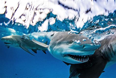 Shark Diving in The Bahamas | The Outdoor Voyage