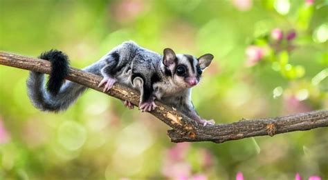 Sugar Gliders | Veterinarian in Webb City, Missouri | Madison Pet Clinic