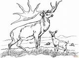 Bull Elk And Baby coloring Page  Free Printable Coloring Pages sketch template