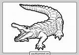 Crocodile Alligator Coloring Pages Kids Printable Print Outline Tattoo  sketch template