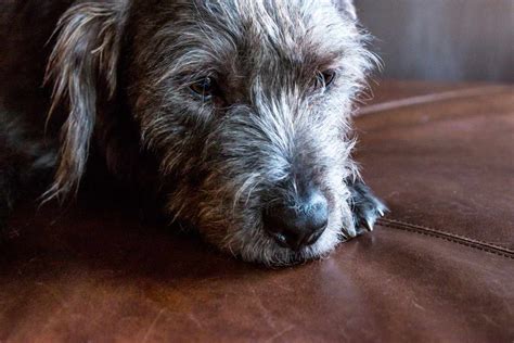 The Best Couch Materials for Dogs