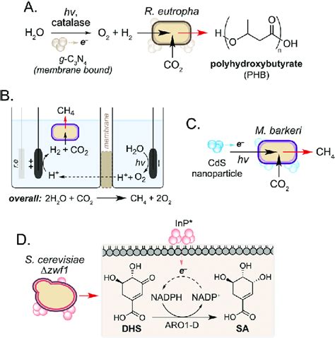 Biohybrid photosynthesis systems utilising solar-to-chemical energy ...