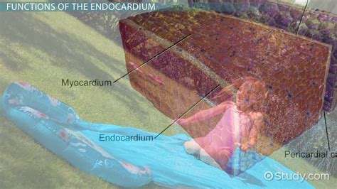 Endocardium: Definition & Function - Video & Lesson Transcript | Study.com