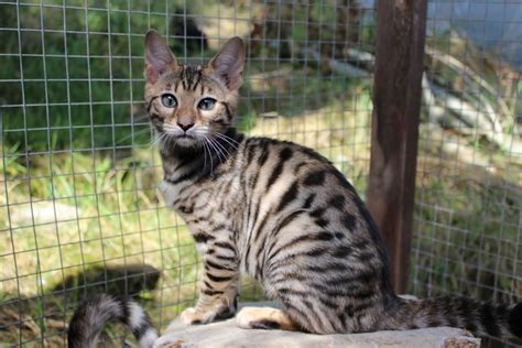 Toyger Cats For Sale | Las Vegas, NV #97624 | Petzlover