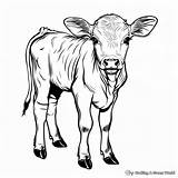 Calf Coloring Pages  Free & Printable sketch template