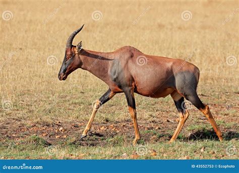 Topi antelope stock image. Image of topi, conservation - 43552753