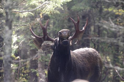 Chasse à l'orignal - Réserves fauniques du Québec - Sépaq