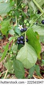 378 Blackberry Nightshade Royalty-Free Images, Stock Photos & Pictures | Shutterstock