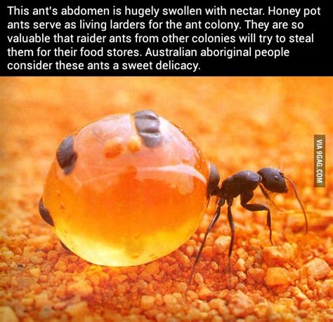 This ant's abdomen is hugely swollen with nectar. | Karıncalar ...