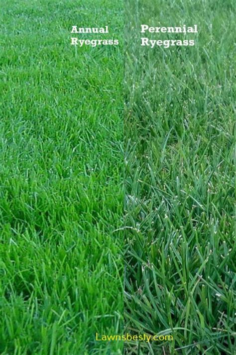 Annual vs Perennial Ryegrass | Perennials, Perennial ryegrass, Annuals vs perennials