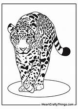 Baby Leopard Coloring Page Free Pages sketch template