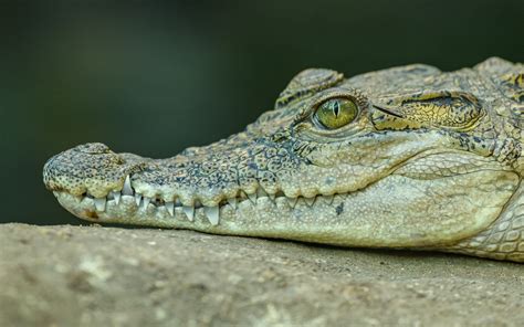 The head of a large alligator with sharp teeth Desktop wallpapers 1920x1200