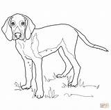 redbone coonhound coloring Pages  Clip Art Library sketch template