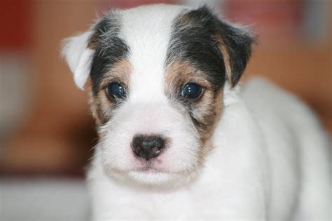 Parson Russell Terrier - Puppies, Pictures, Information, Temperament, Characteristics | Animals ...