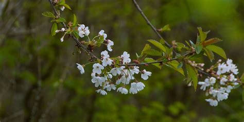 Wild cherry: the last snow of spring – The Hazel Tree