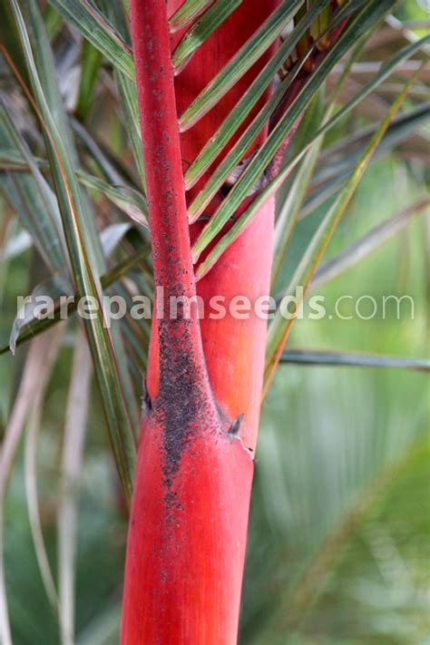 Cyrtostachys renda – Sealing Wax Palm, Lipstick Palm – Buy seeds at ...