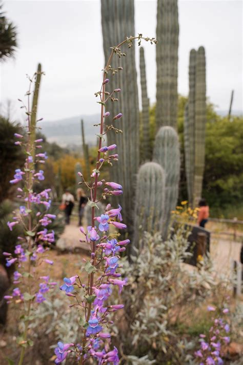 Center for Plant Conservation - Saving Endangered Plants