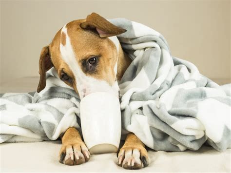 30 Strange Dog Eating Behaviors and What They Could Mean - World of Dogz