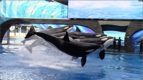 Orca Encounter (Full Show) - SeaWorld Orlando - February 27, 2021 - YouTube