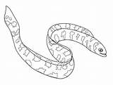 Electric Eel Coloring Page At GetColoringscom  Free Printable sketch template