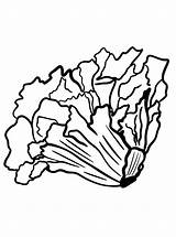 Lettuce Simple Art Coloring Page For Children sketch template