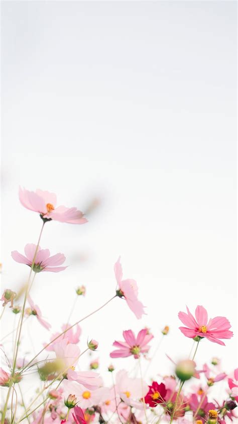 pink flowers with white background iPhone Wallpapers Free Download