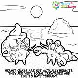 hermit crabs coloring Page  1 Nature Gift Store sketch template