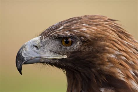 Golden Eagle face stock photo. Image of bird, closeup - 8261498