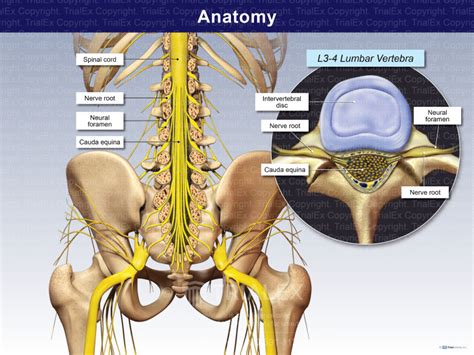 Lumbar Spine Anatomy - TrialExhibits Inc.