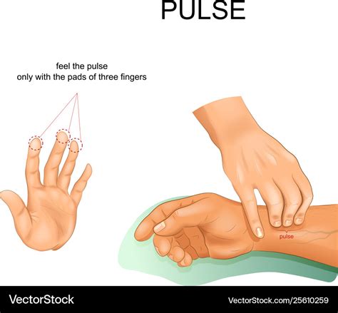 Correct pulse palpation Royalty Free Vector Image