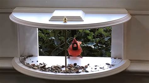 This Bird Feeder Attaches To Your Window So Wildlife Can Step Inside Your Home To Eat