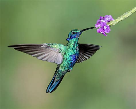 Hummingbird And Roses Wallpapers - Wallpaper Cave