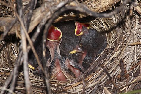 Dark-eyed Junco chicks in their nest....2 of 2 | Observed un… | Flickr