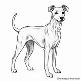 Greyhound Coloring Pages  Free & Printable sketch template