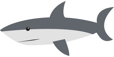 Shark Side Swimming · Free vector graphic on Pixabay