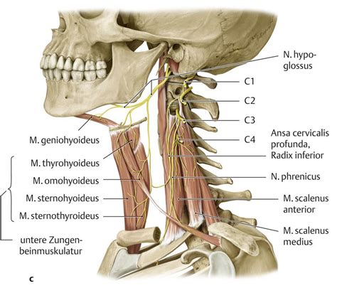 Výsledok vyhľadávania obrázkov pre dopyt ansa cervicalis profunda | Anatomy