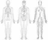 Whole Human Body Diagram Coloring Pages Sky – Bilarasa sketch template