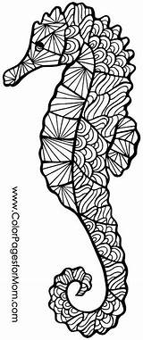 Adult Coloring Pages Free Seahorse sketch template