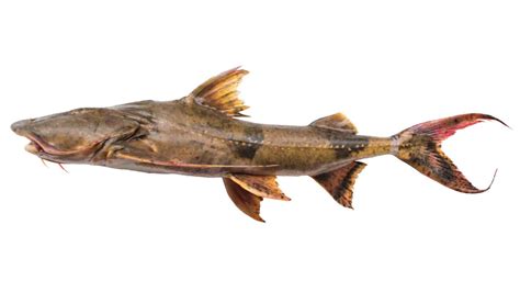 Discover 10 Types of Catfish Ranked by Size - » BiharHelp.Com