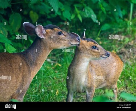 Baby muntjac called barking deer hi-res stock photography and images ...