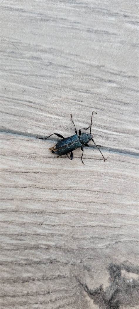 Long-horned wood-boring beetle - PEST CONTROL CANADA