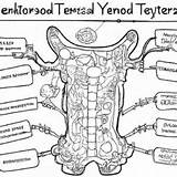 Endocrine System Coloring Worksheet Sketch Page sketch template